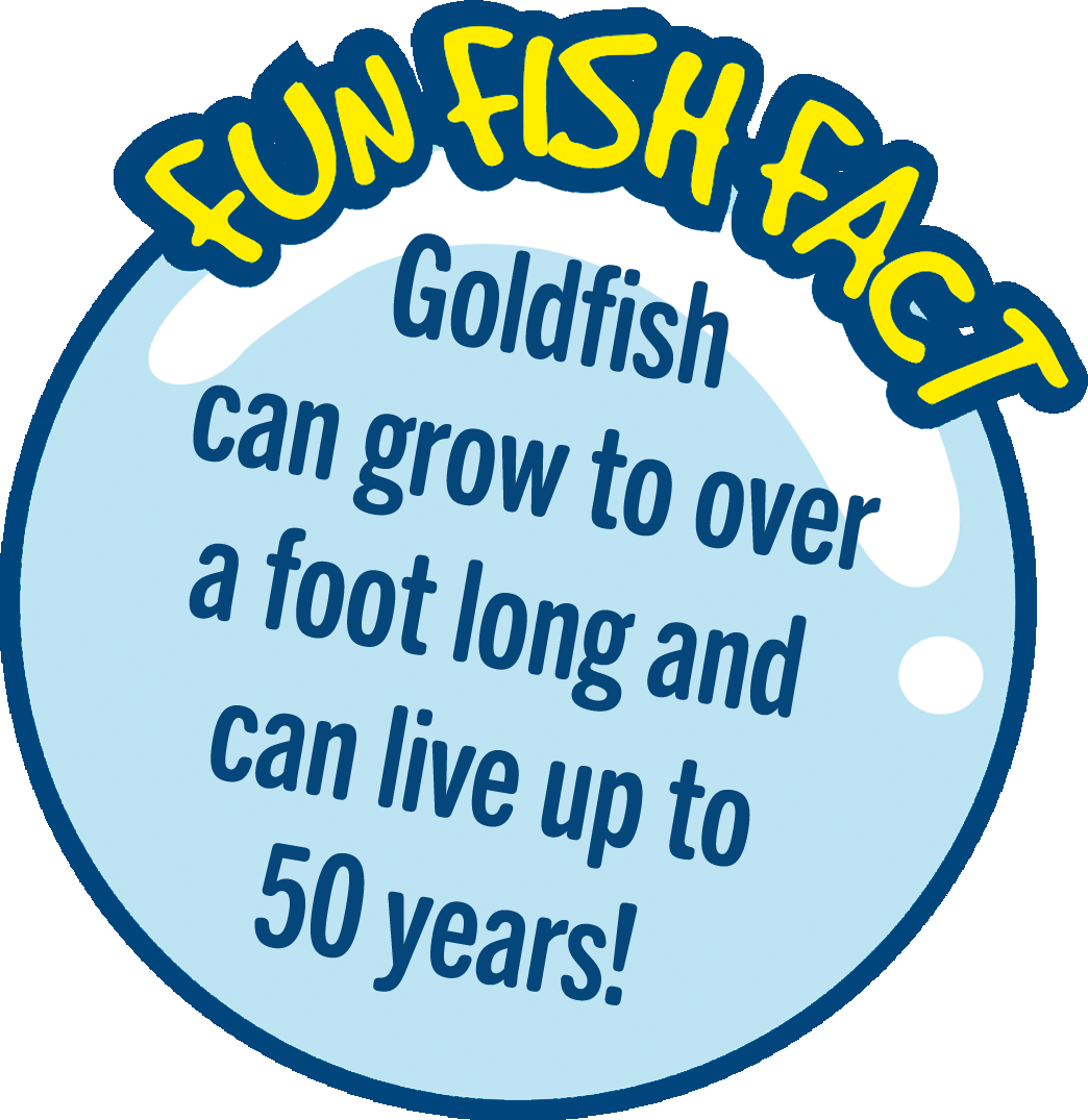Goldfish can grow to be surprisingly big and can live up to 50 years!